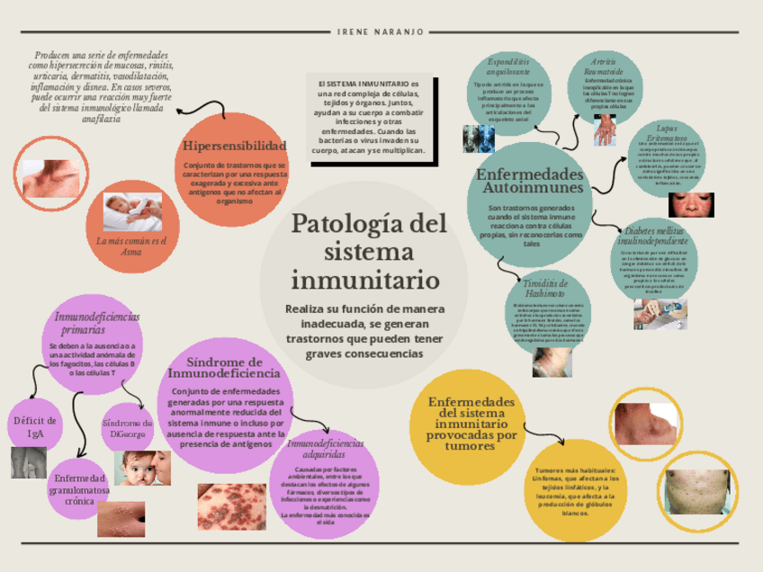 Miniatura del documento Grafico-Mapa-Mental-Patologias-del-sistema-inmunitario.pdf