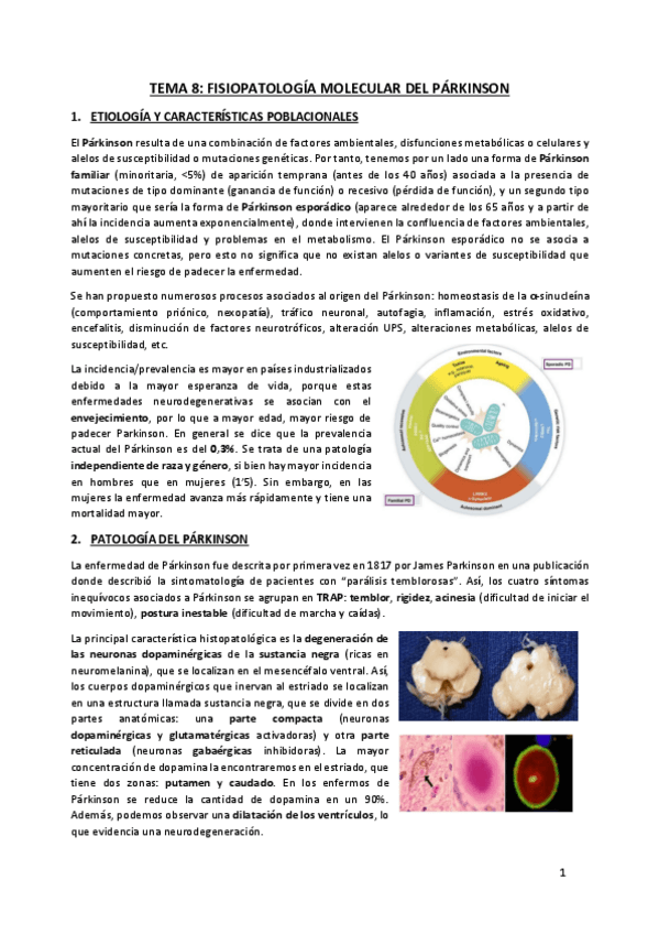 Miniatura del documento TEMA-8-Parkinson-molecular.pdf