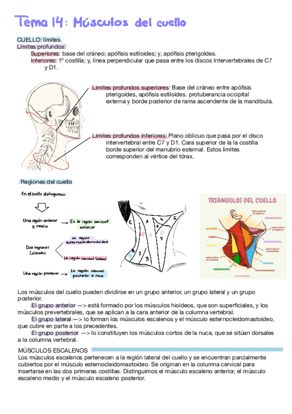 Miniatura del documento 2o-parcial-anatomia-3a-parte.pdf