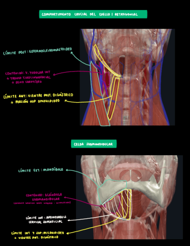Miniatura del documento celdas.pdf