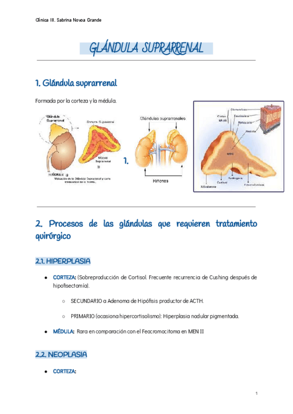 Miniatura del documento Glandula-suprrarenal.pdf