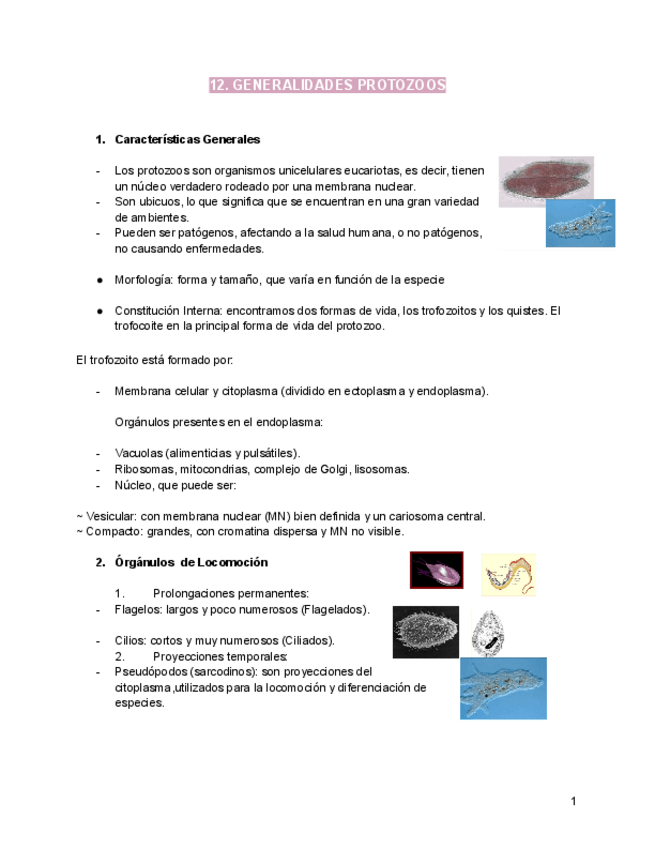 Miniatura del documento Tema-12-2-parasitologia-generalidades-protozoos.pdf