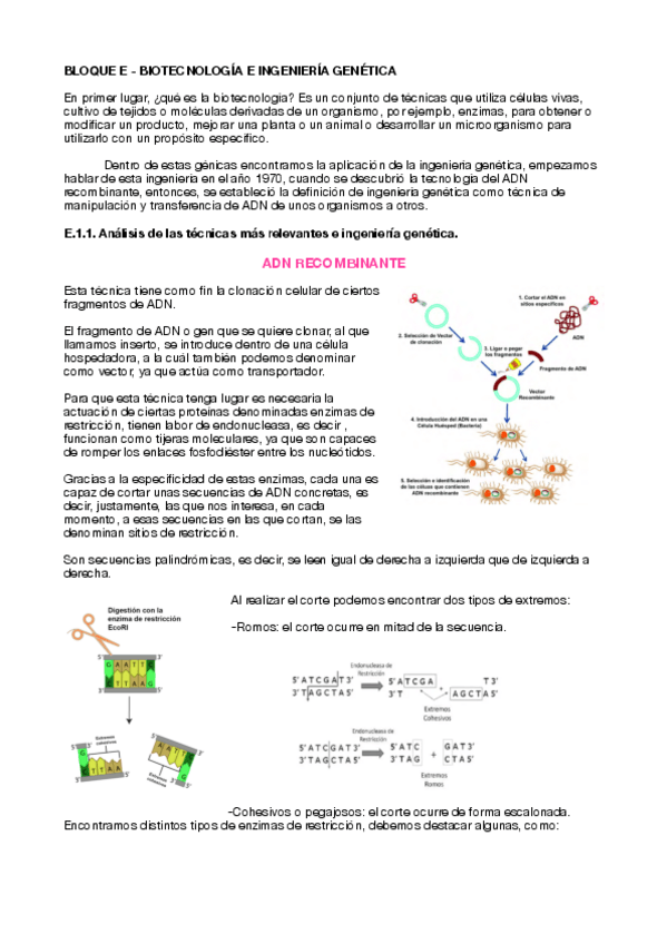 Miniatura del documento BLOQUE-E-BIOTECNOLOGIA-E-INGENIERIA-GENETICA.pdf