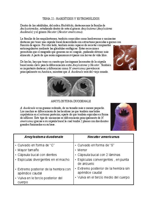 Miniatura del documento Tema-22.-Rabditidos-y-esntrongilidos.pdf