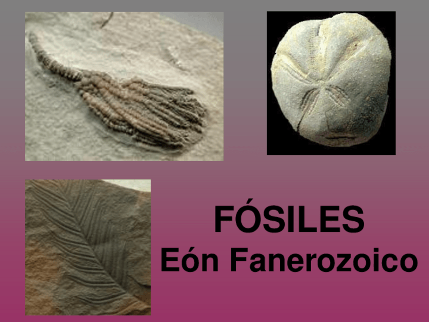 Miniatura del documento FOSILES-4o-ESO.pdf