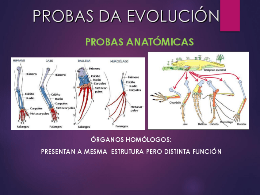 Miniatura del documento probas-da-evolucion-2021.pdf