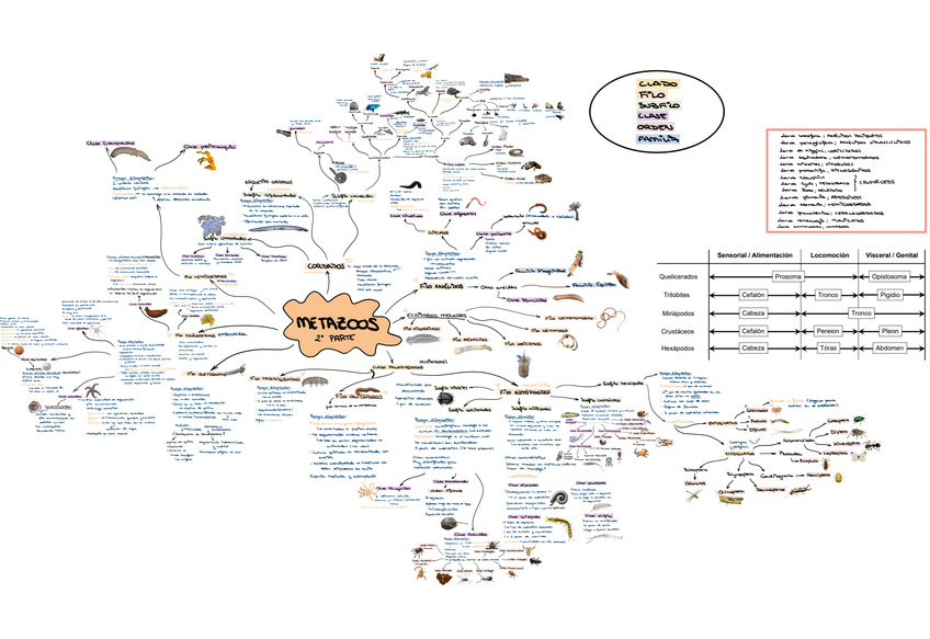 Miniatura del documento zoo-clasificacion-2-PARCIAL.pdf