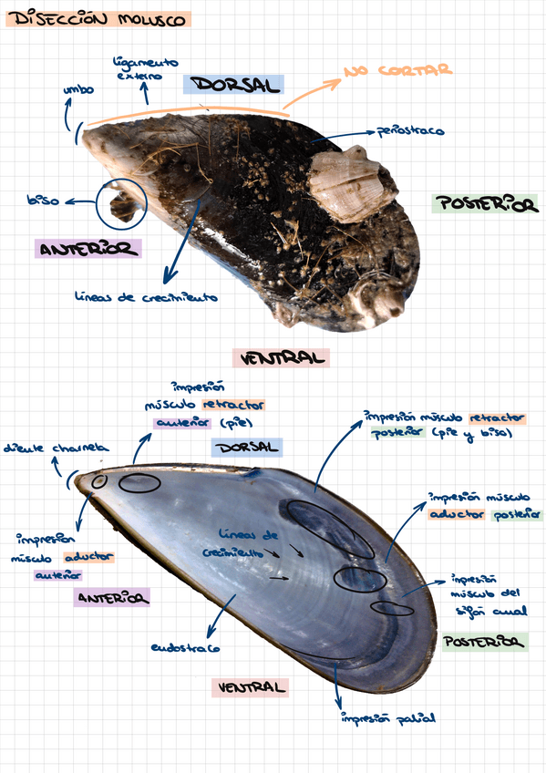 Miniatura del documento disecciones-zoo.pdf
