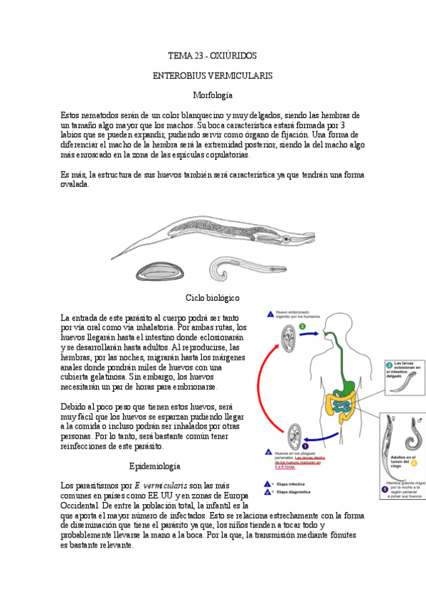 Miniatura del documento Tema-23.-Oxiuros.pdf