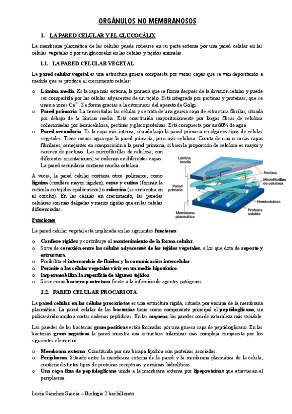 Miniatura del documento Organulos-no-membranosos.pdf