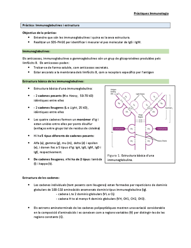 Miniatura del documento Practica-Electroforesis-Inmoglobulinas.pdf