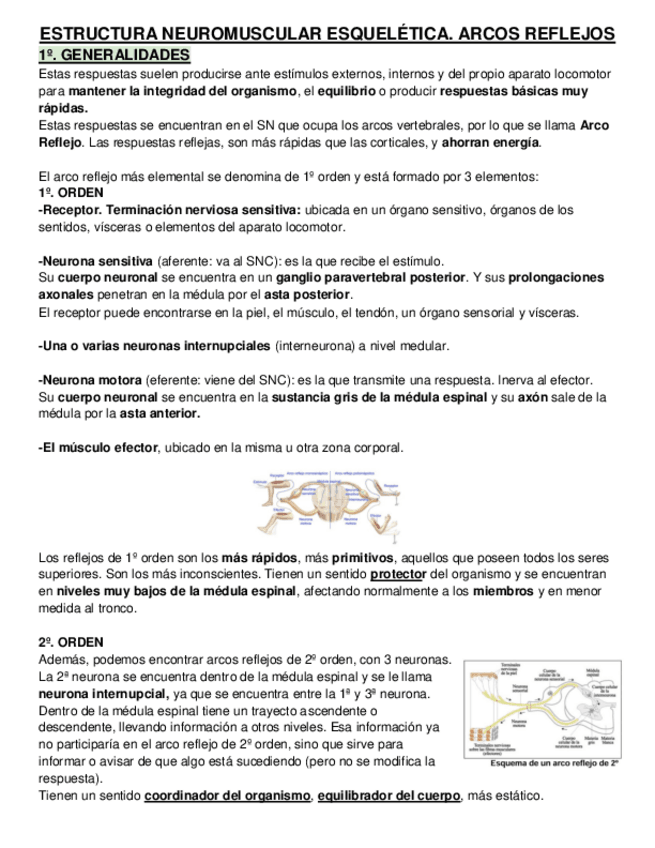 Miniatura del documento ESTRUCTURA-NEUROMUSCULAR-ESQUELETICA.pdf