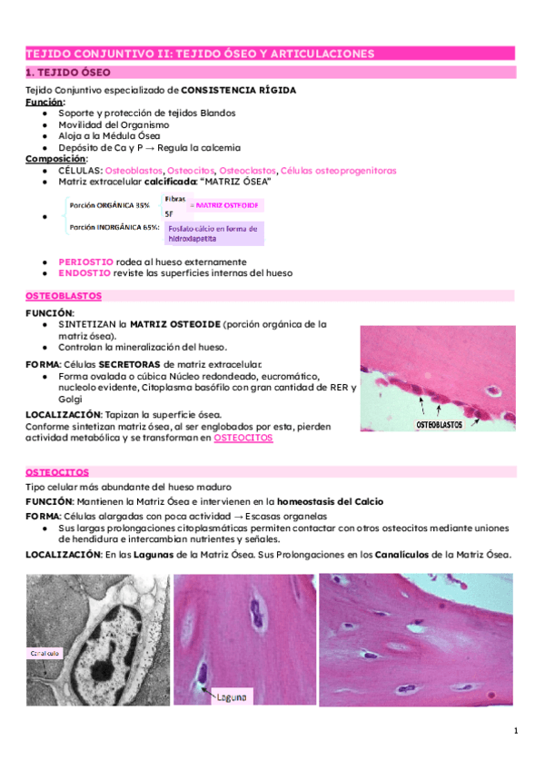 Miniatura del documento TEJIDO-CONJUNTIVO-II-TEJIDO-OSEO-Y-ARTICULACIONES.pdf