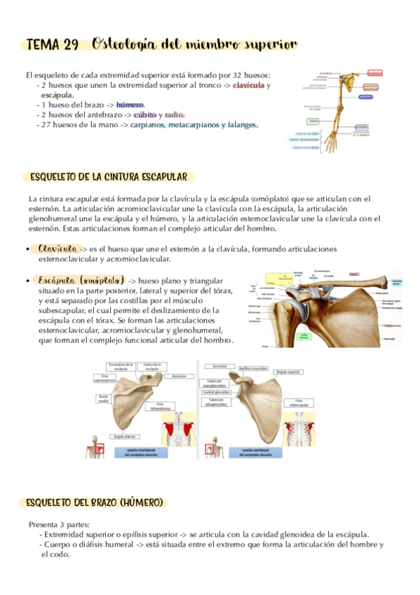 Miniatura del documento tema-29.-osteologia-del-miembro-superior.-apuntes.pdf
