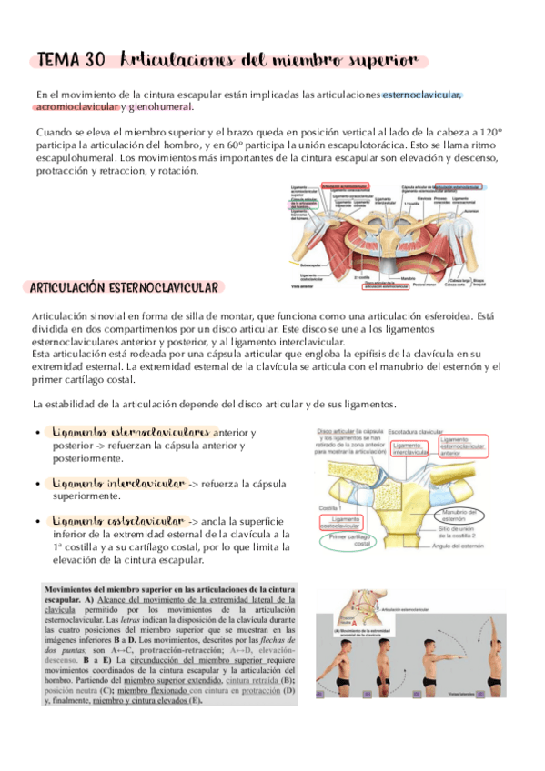 Miniatura del documento tema-30.-articulaciones-del-miembro-superior.-apuntes.pdf