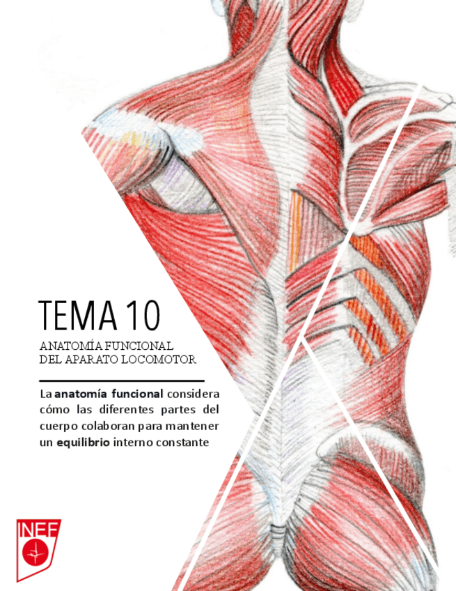 Miniatura del documento ANATOMIA-MÚSCULOS POSTERIORES DEL TRONCO.pdf