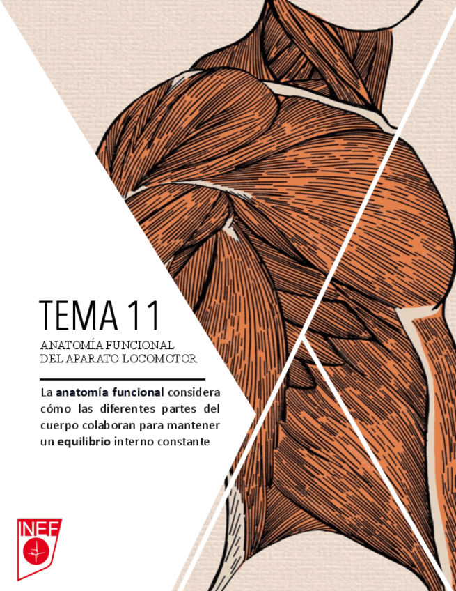 Miniatura del documento ANATOMIA-MÚSCULOS DEL TÓRAX.pdf