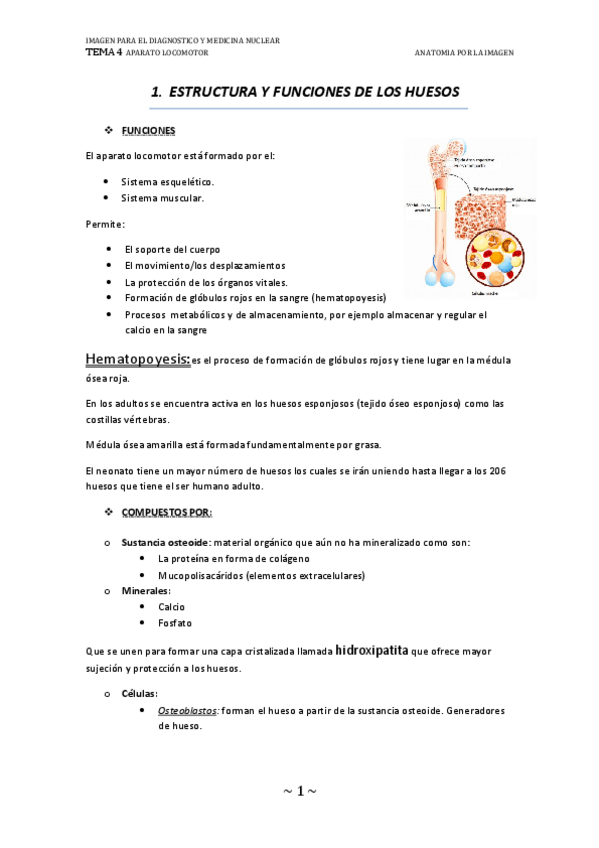 Miniatura del documento UF-4-Aparato-locomotor.pdf