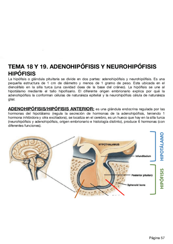 Miniatura del documento Fisiologia-tema-18-23.pdf