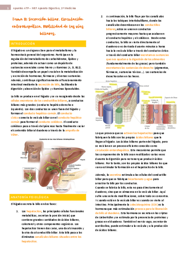 Miniatura del documento tema-11-ap-digest-fisio.pdf
