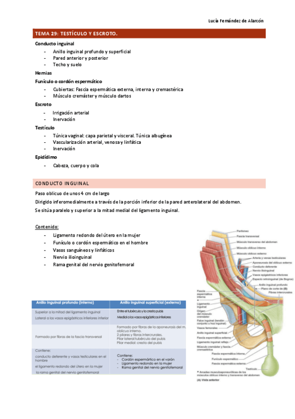 Miniatura del documento tema-29-30-y-31-ANAT-DRURE.pdf