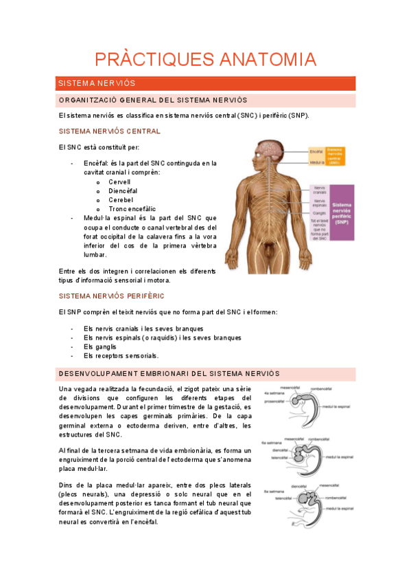 Miniatura del documento Resum-practiques-anatomia.pdf