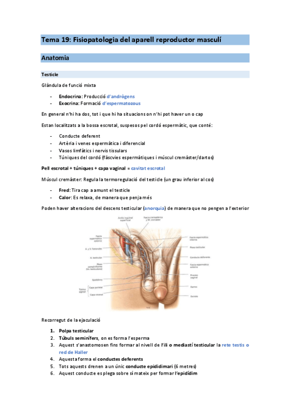 Miniatura del documento T19-FIS-Reproductor-masculino.pdf