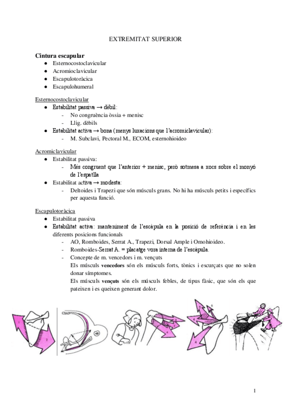 Miniatura del documento 3.-Extremitat-superior.pdf