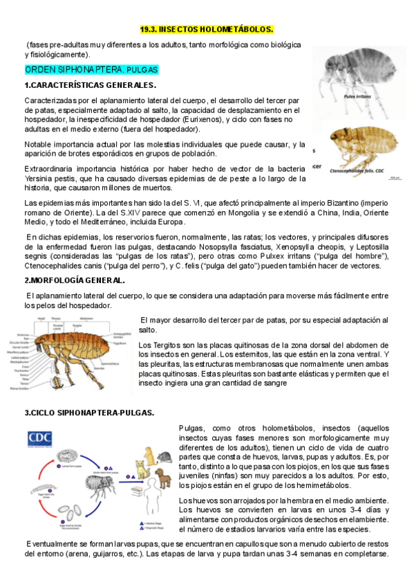 Miniatura del documento 19.3.-C.INSECTA-HOLOMETABOLOS.pdf