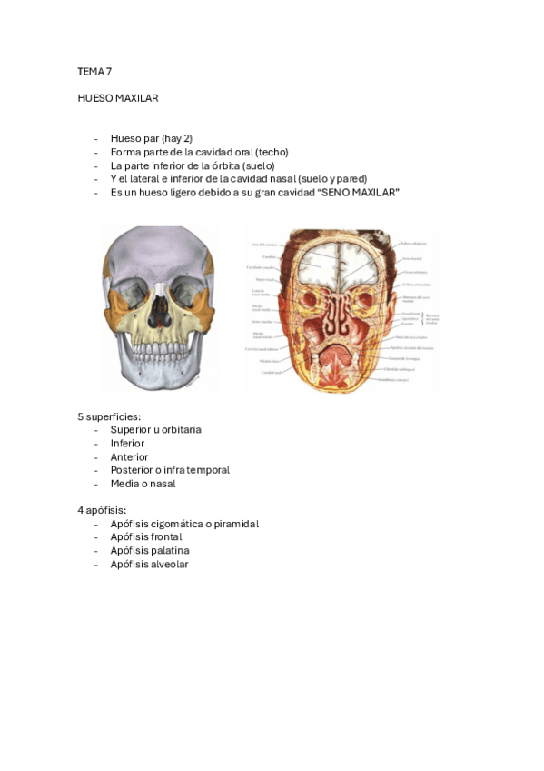 Miniatura del documento tema-7-hueso-maxilar.pdf