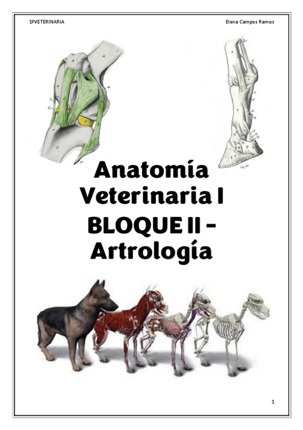Miniatura del documento ANAV1-BLOQUE-II-ARTROLOGIA.pdf