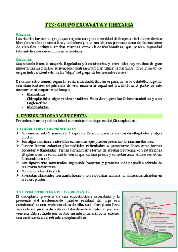 Miniatura del documento T13-GRUPO-EXCAVATA-Y-RHIZARIA.pdf