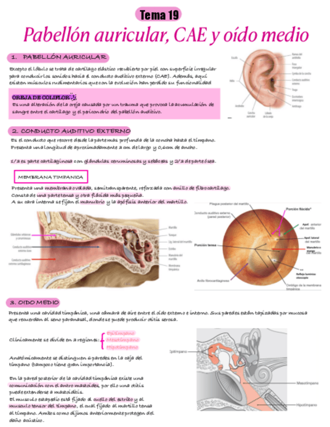 Miniatura del documento Tema-19.-Pabellon-Auricular.pdf