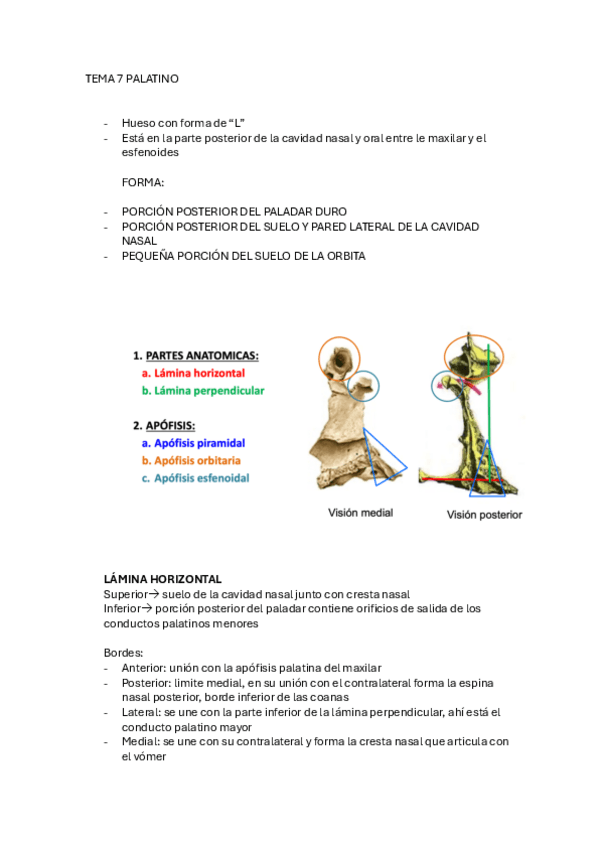 Miniatura del documento tema-7-hueso-palatino.pdf