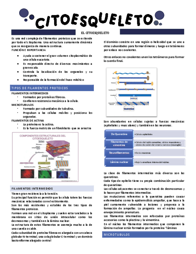 Miniatura del documento CITOESQUELETO.pdf