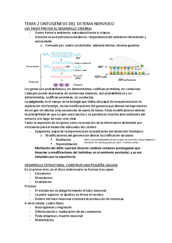 Miniatura del documento tema-2-psicobiologia-II.pdf