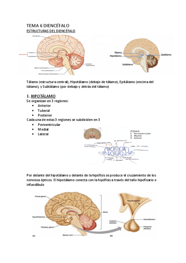 Miniatura del documento tema-6-psicobiologia-II.pdf