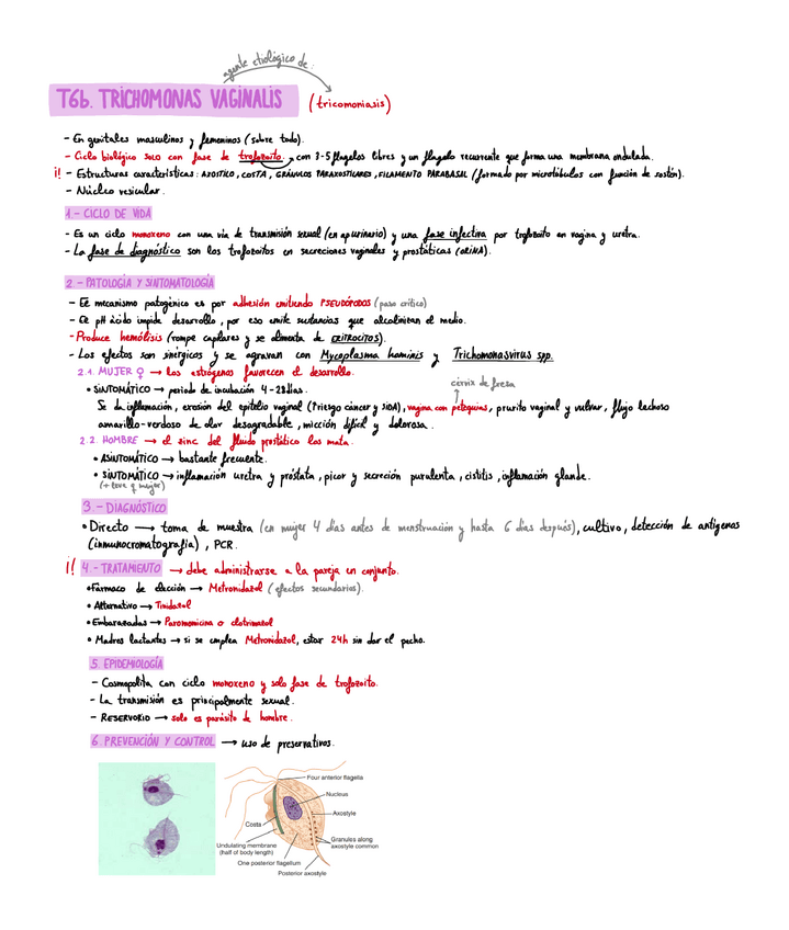 Miniatura del documento T6b-Trichomonas-vaginalis-resumen.pdf