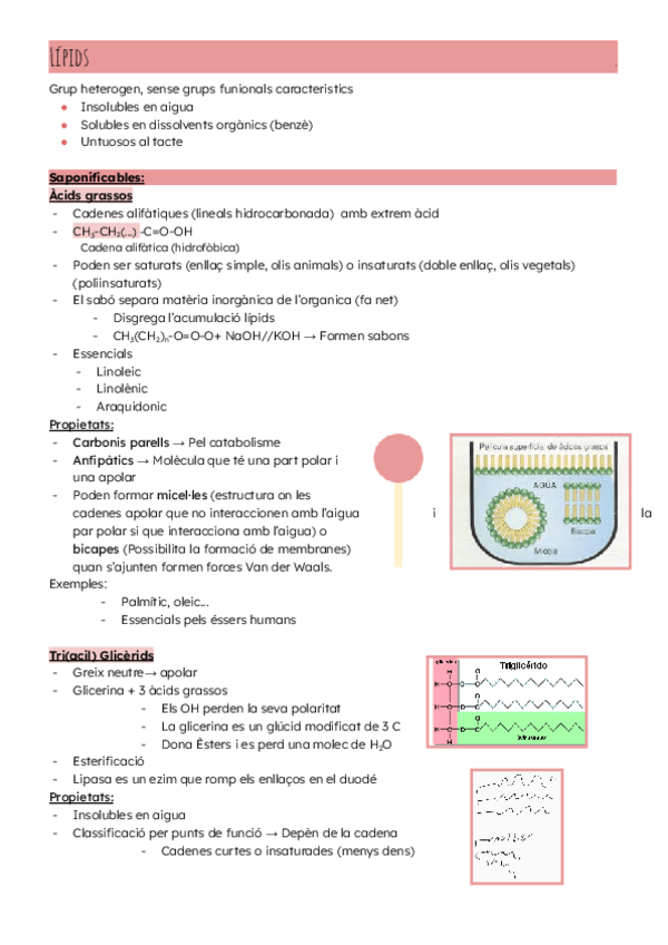 Miniatura del documento BIO-T3-Lipids.pdf