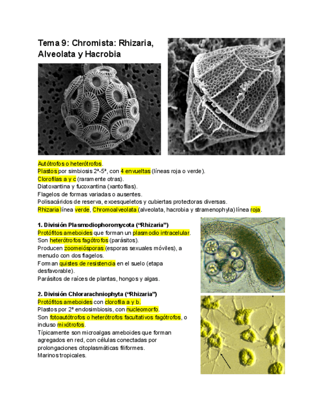 Miniatura del documento Tema-9-Rhizaria-Alveolata-y-Hacrobia.pdf