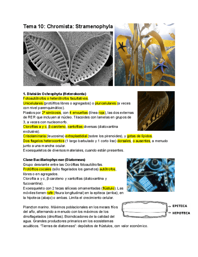 Miniatura del documento Tema-10-Stramenophyla.pdf