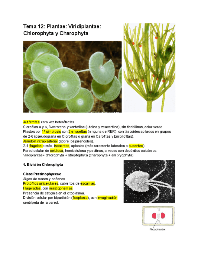 Miniatura del documento Tema-12-Viridiplantae.pdf