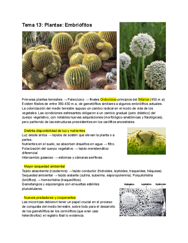 Miniatura del documento Tema-13-Embriofitos.pdf