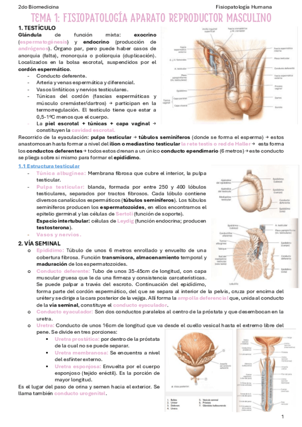 Miniatura del documento T1-Fisiopatologia-del-ap.-reproductor-masculino.pdf