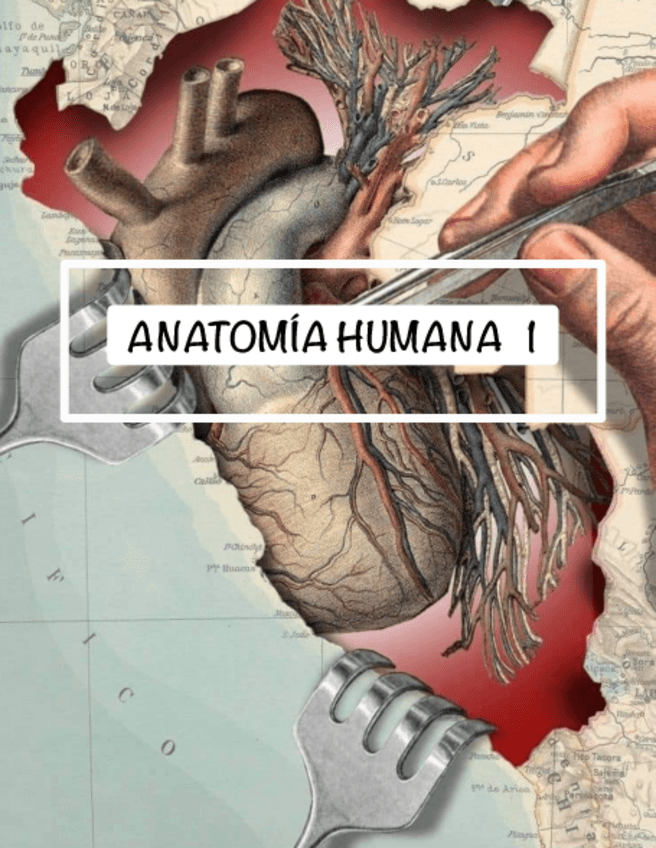 Miniatura del documento Anatomia-1.pdf