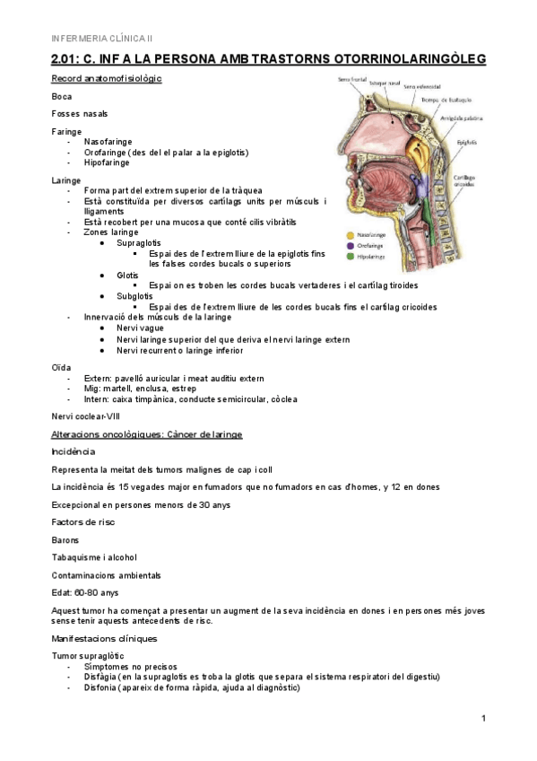 Miniatura del documento 2.01-Trastorns-otorrinolaringologics.pdf