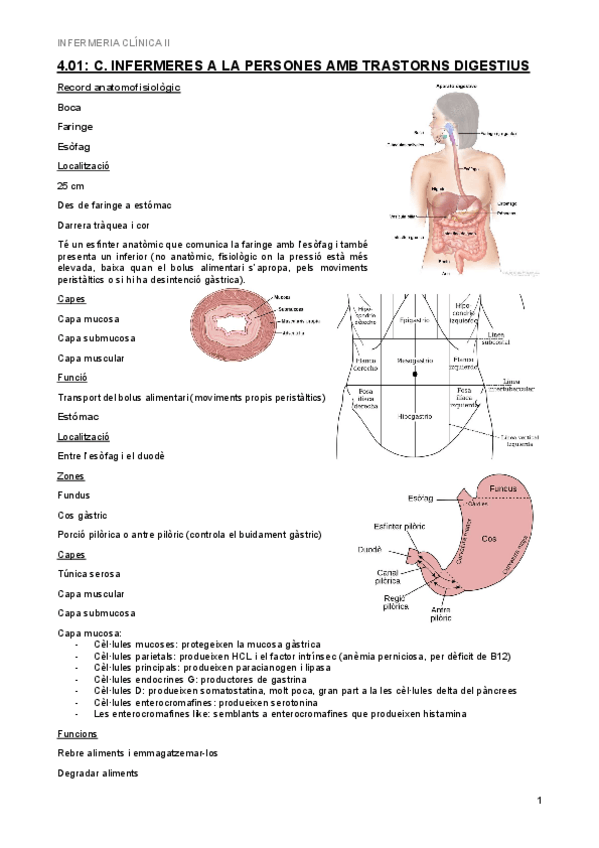 Miniatura del documento 4.01-Trastorns-digestius.pdf