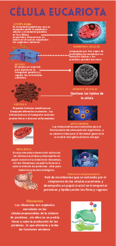 Miniatura del documento Infografia-celula.pdf