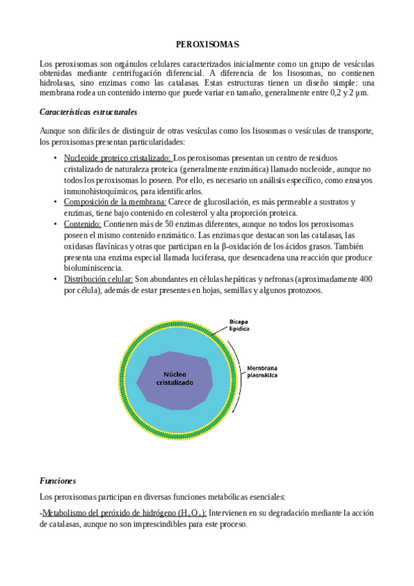 Miniatura del documento PEROXISOMAS.pdf