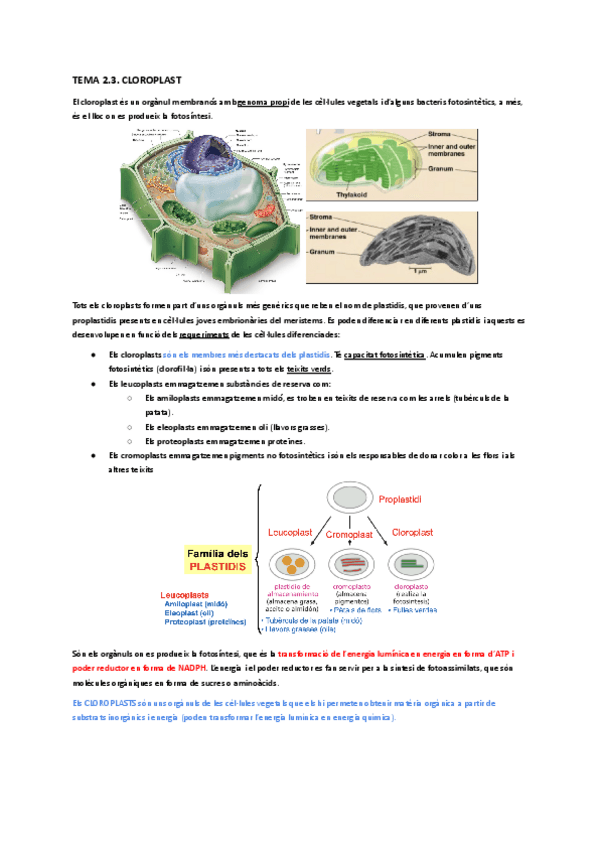 Miniatura del documento 2.3.-SEMINARI-CLOROPLAST.pdf